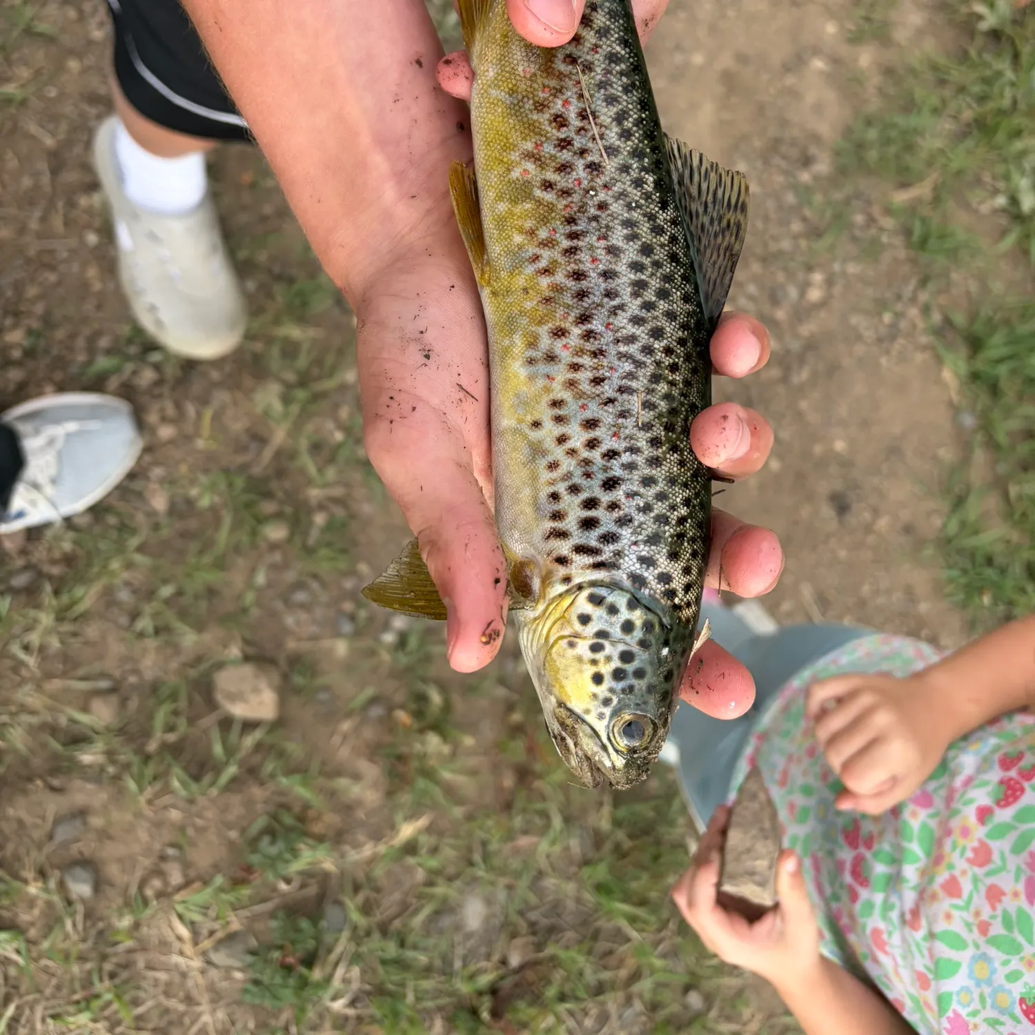 Brown trout caught on Fishbrain