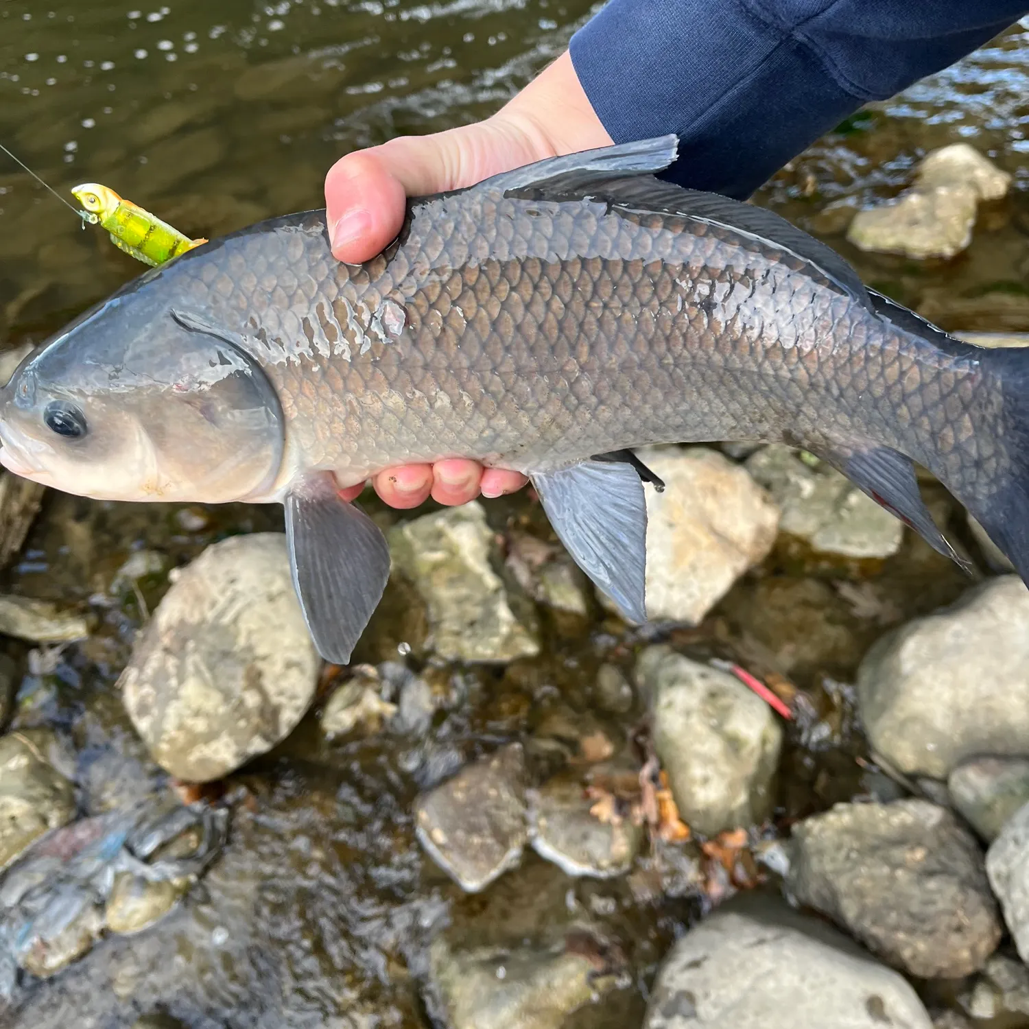 The most recent Bigmouth buffalo catches on Fishbrain