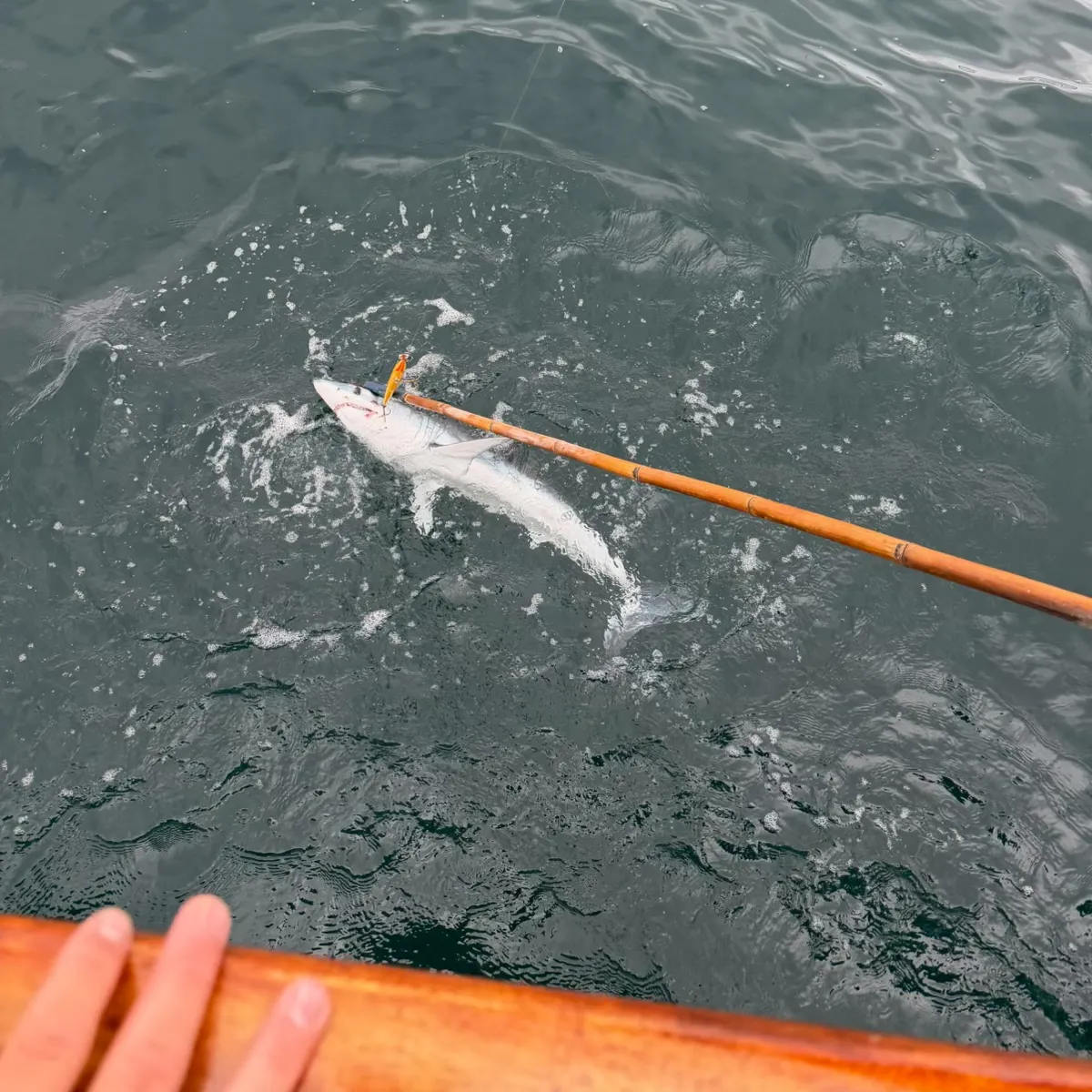 The most recent Shortfin mako shark catches on Fishbrain