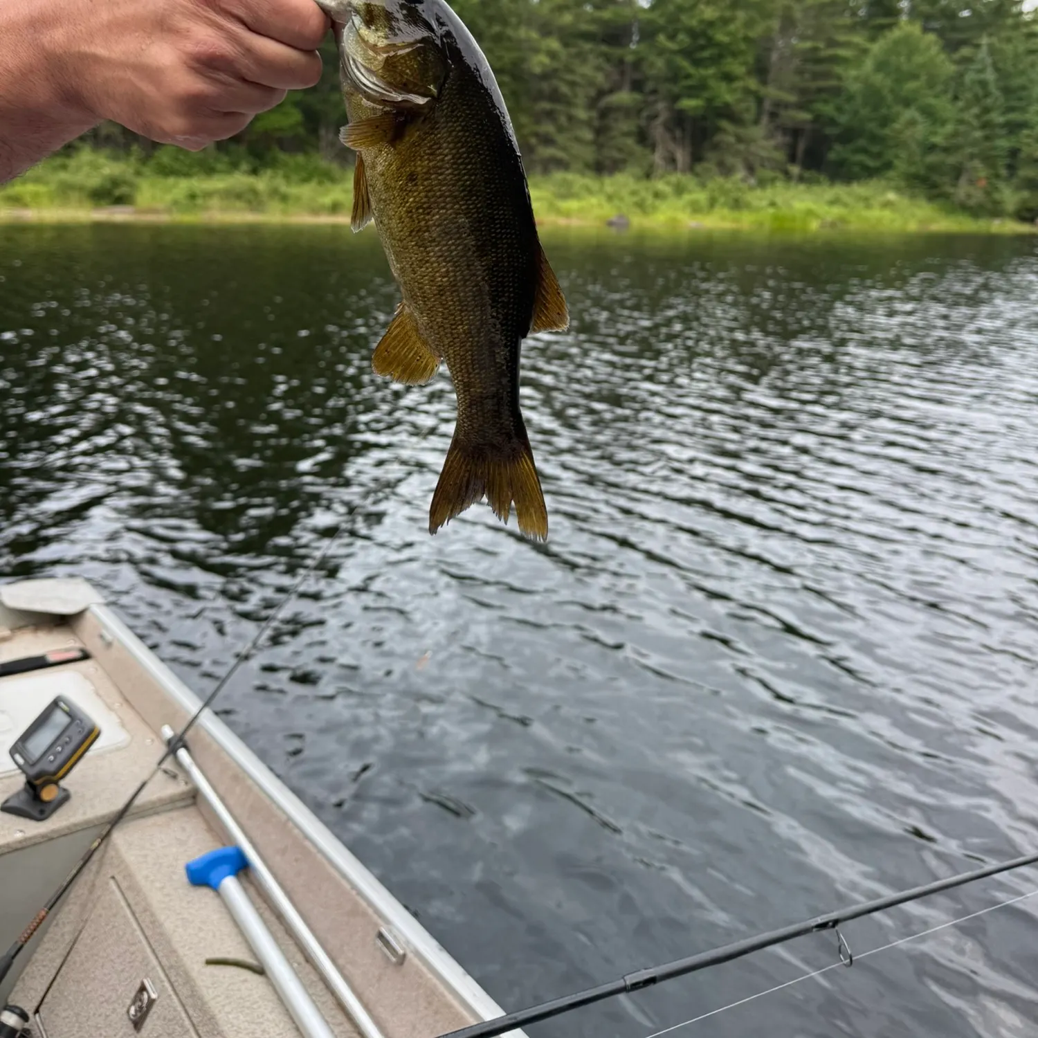 Smallmouth bass caught on Fishbrain