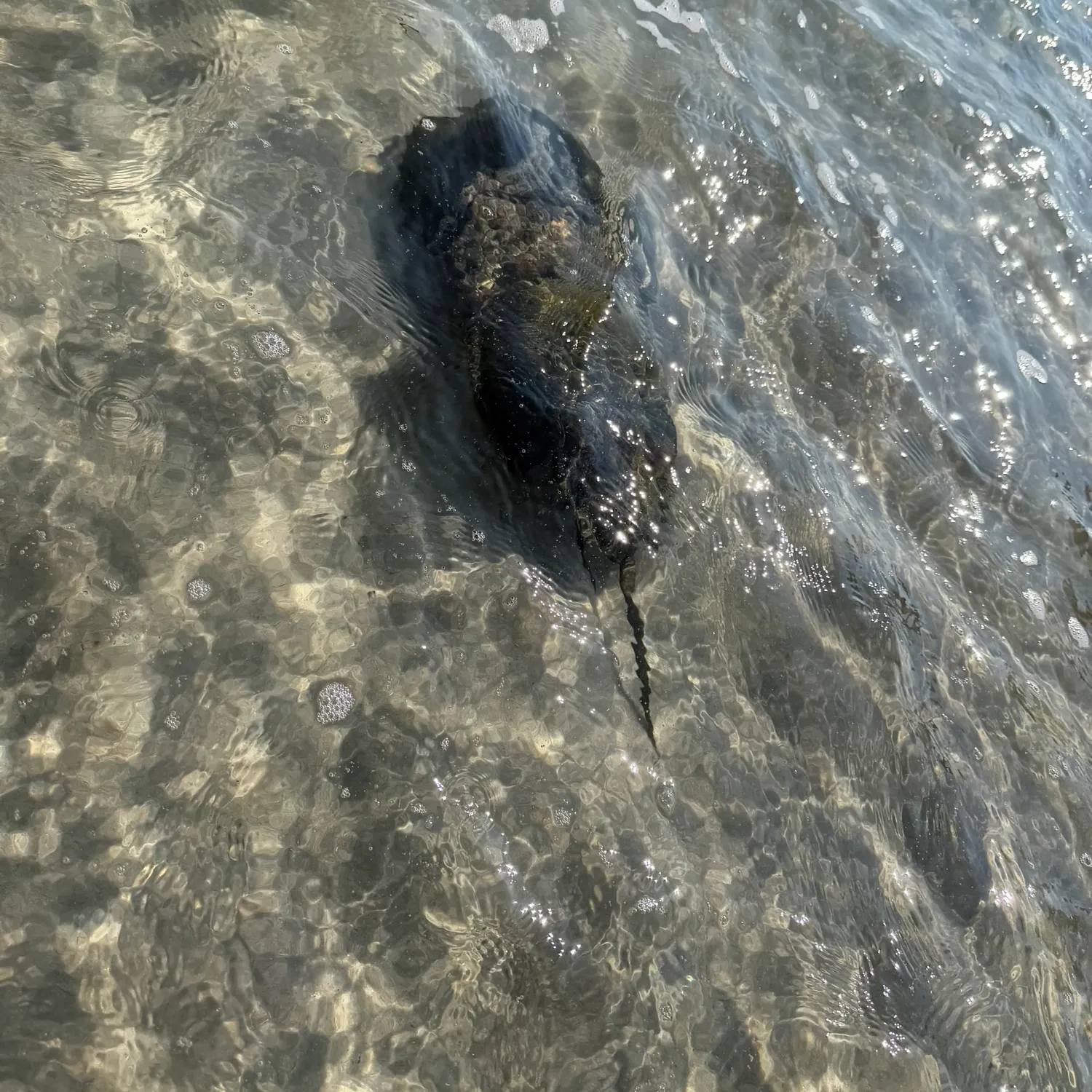 Atlantic horseshoe crab caught on Fishbrain