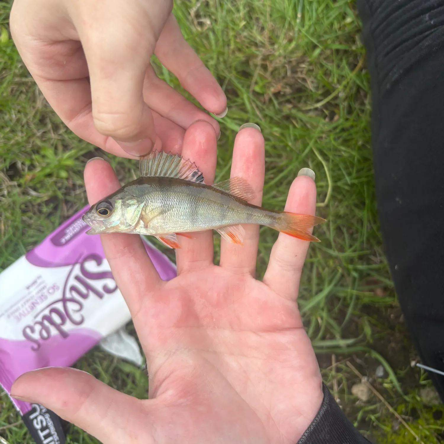 European perch caught on Fishbrain