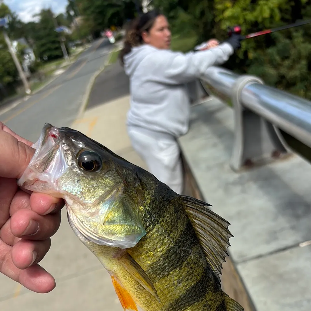 Yellow perch caught on Fishbrain