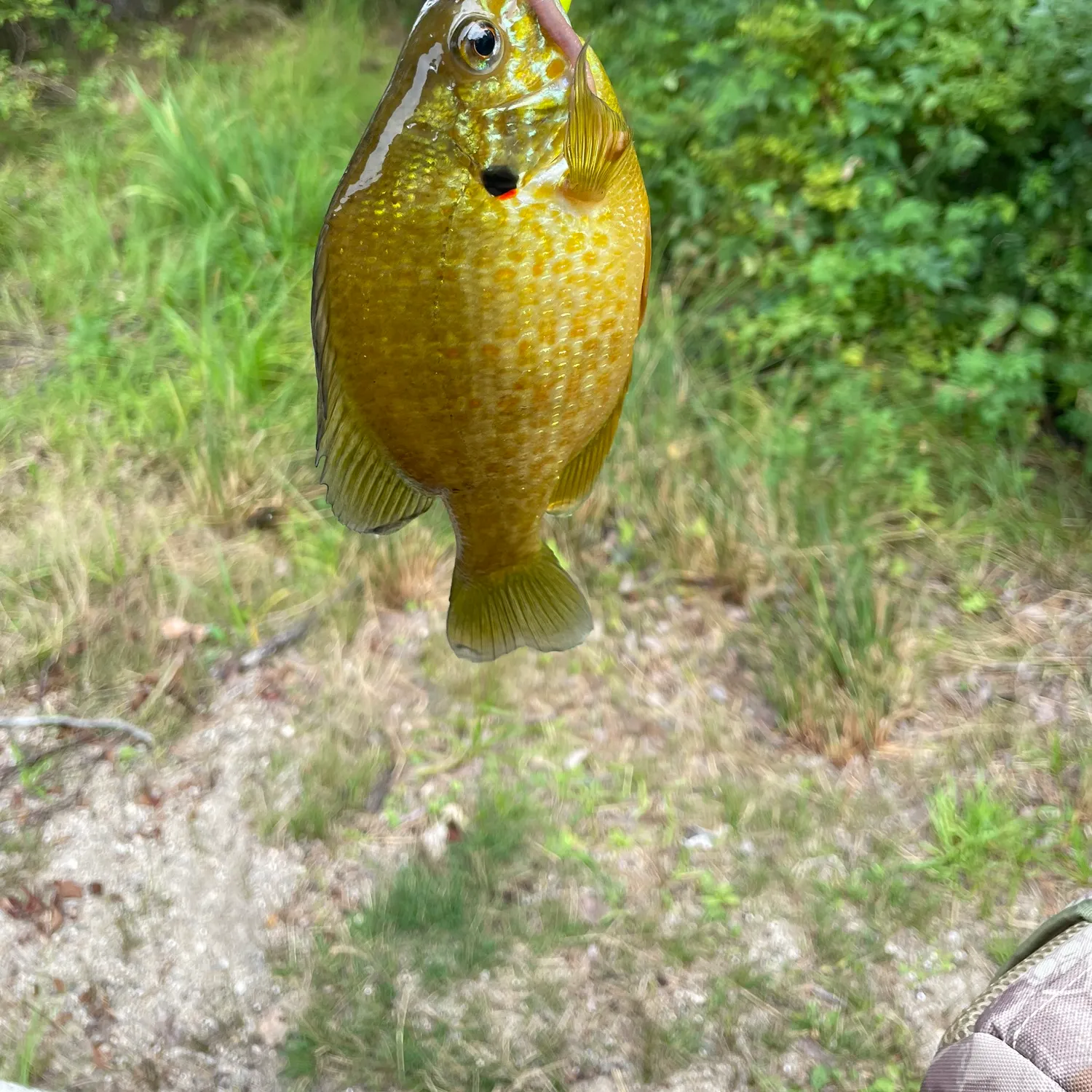 Pumpkinseed caught on Fishbrain