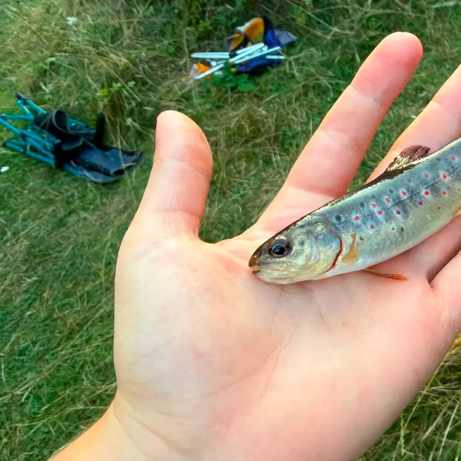 Brown trout caught on Fishbrain