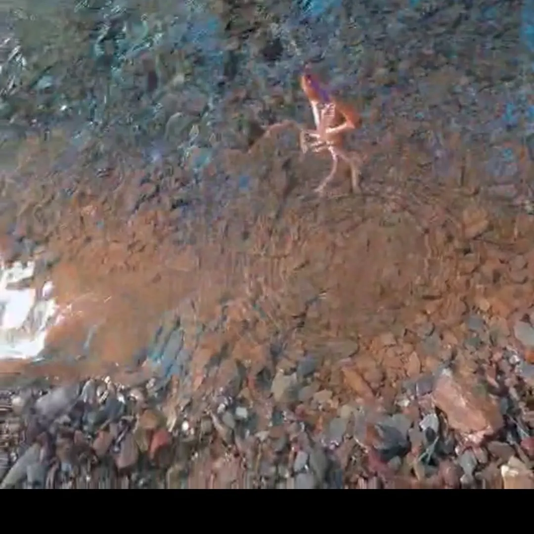 Virile crayfish caught on Fishbrain