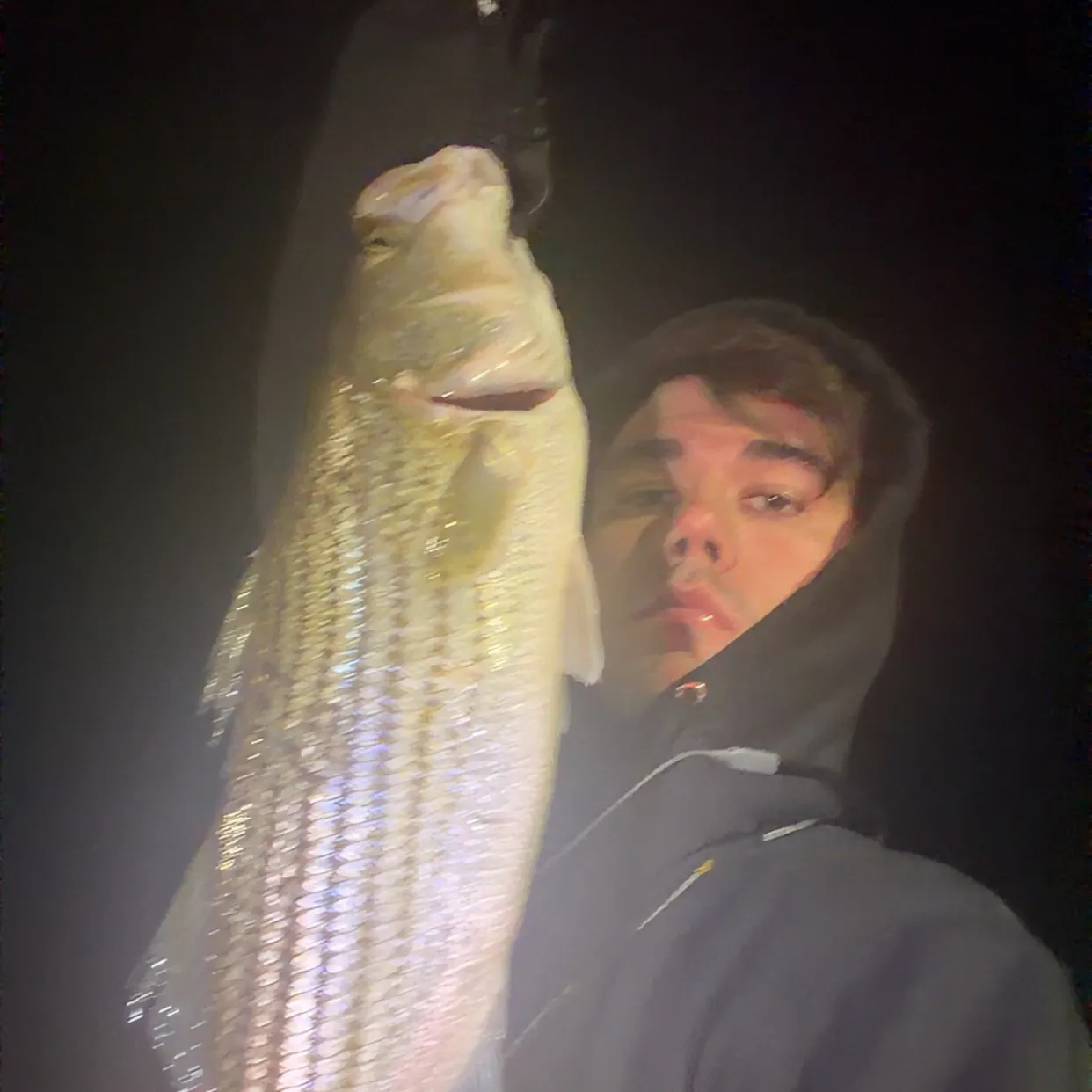 Striped bass caught on Fishbrain