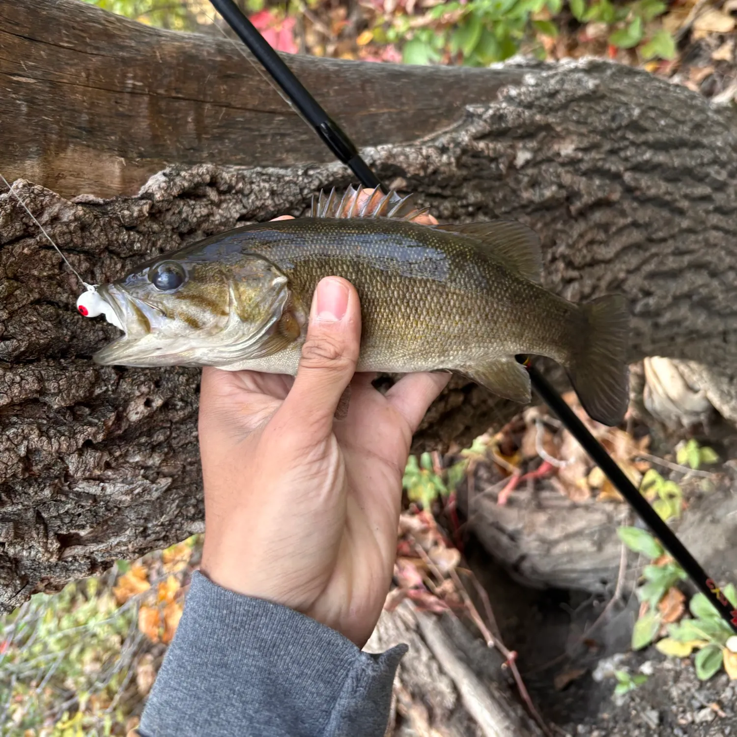 Smallmouth bass caught on Fishbrain