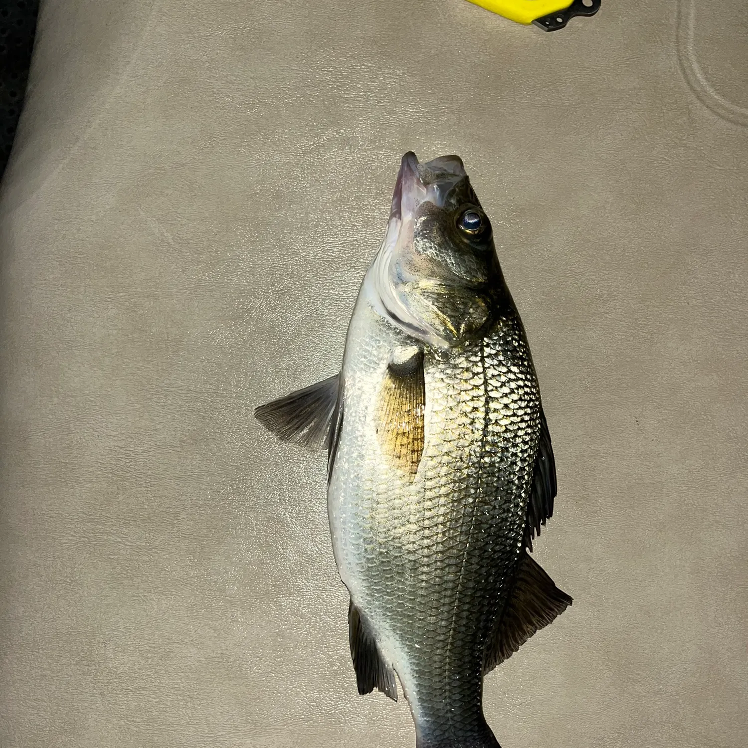 White perch caught on Fishbrain