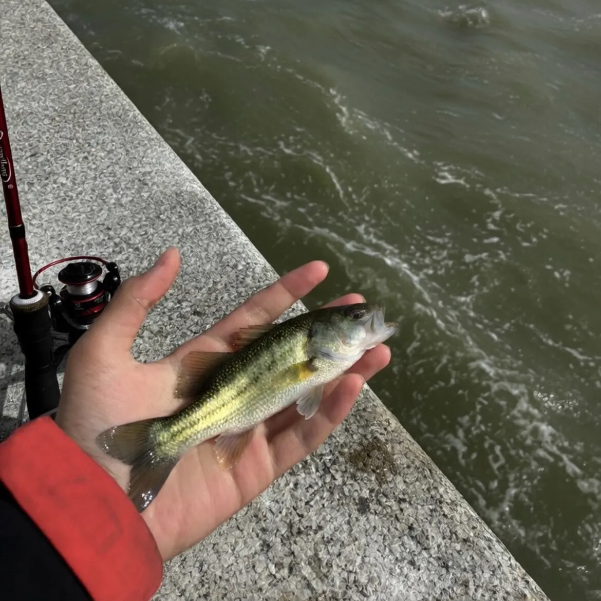 The most recent Atlantic mackerel catches on Fishbrain