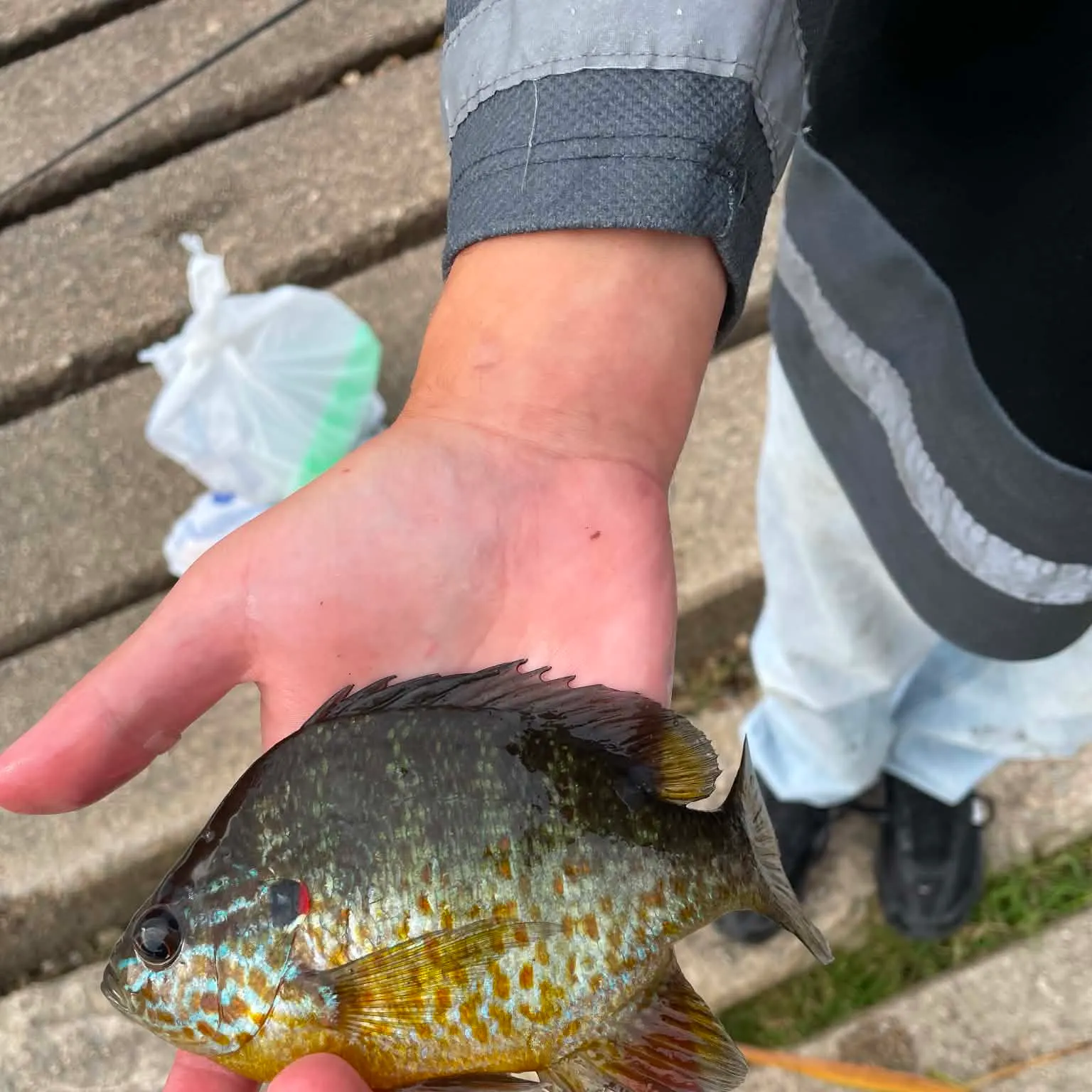 Pumpkinseed caught on Fishbrain