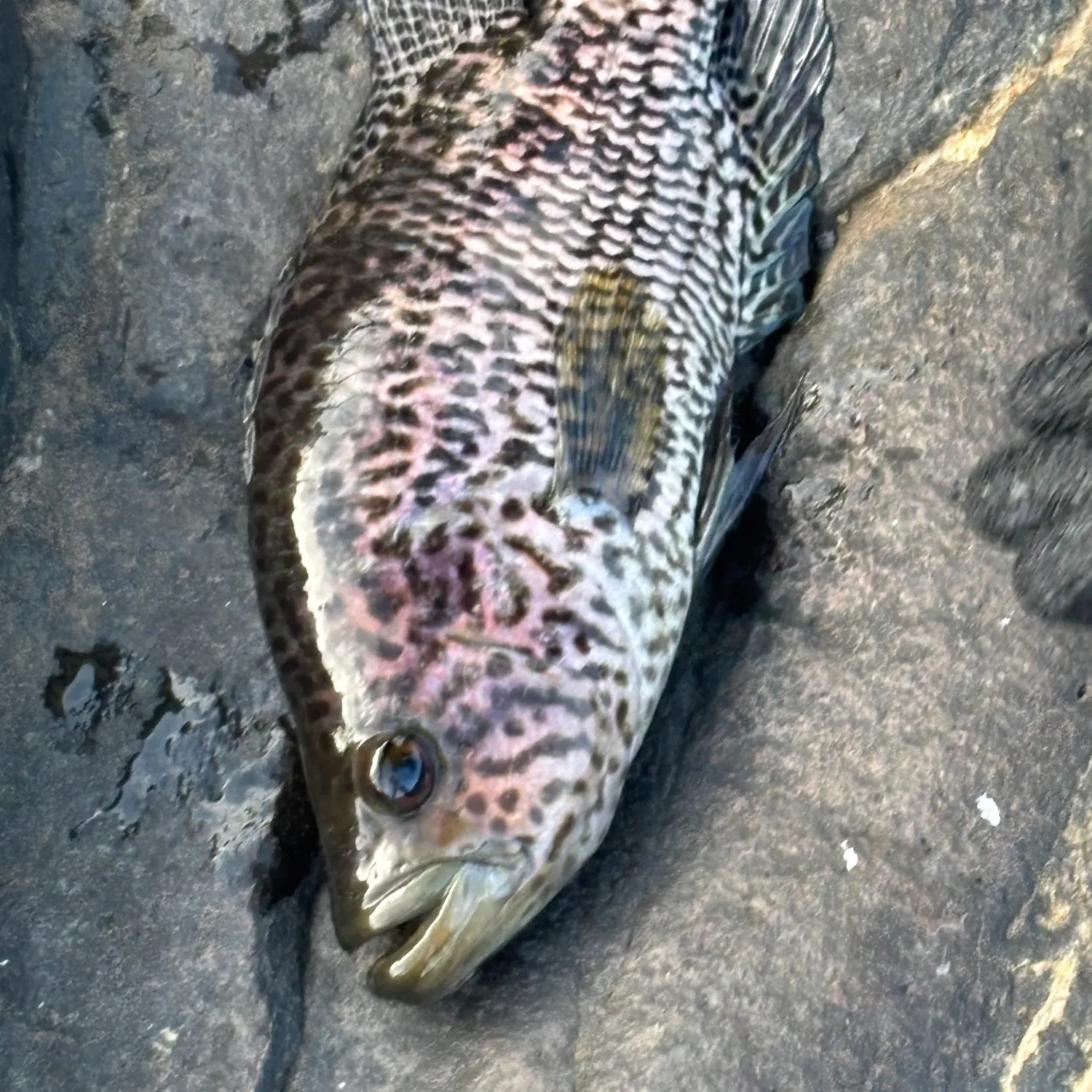 The most recent Jaguar cichlid catches on Fishbrain