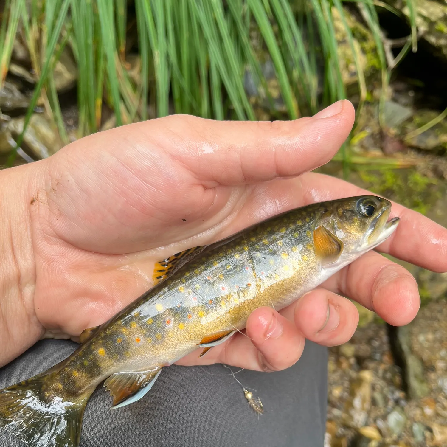Brook trout caught on Fishbrain