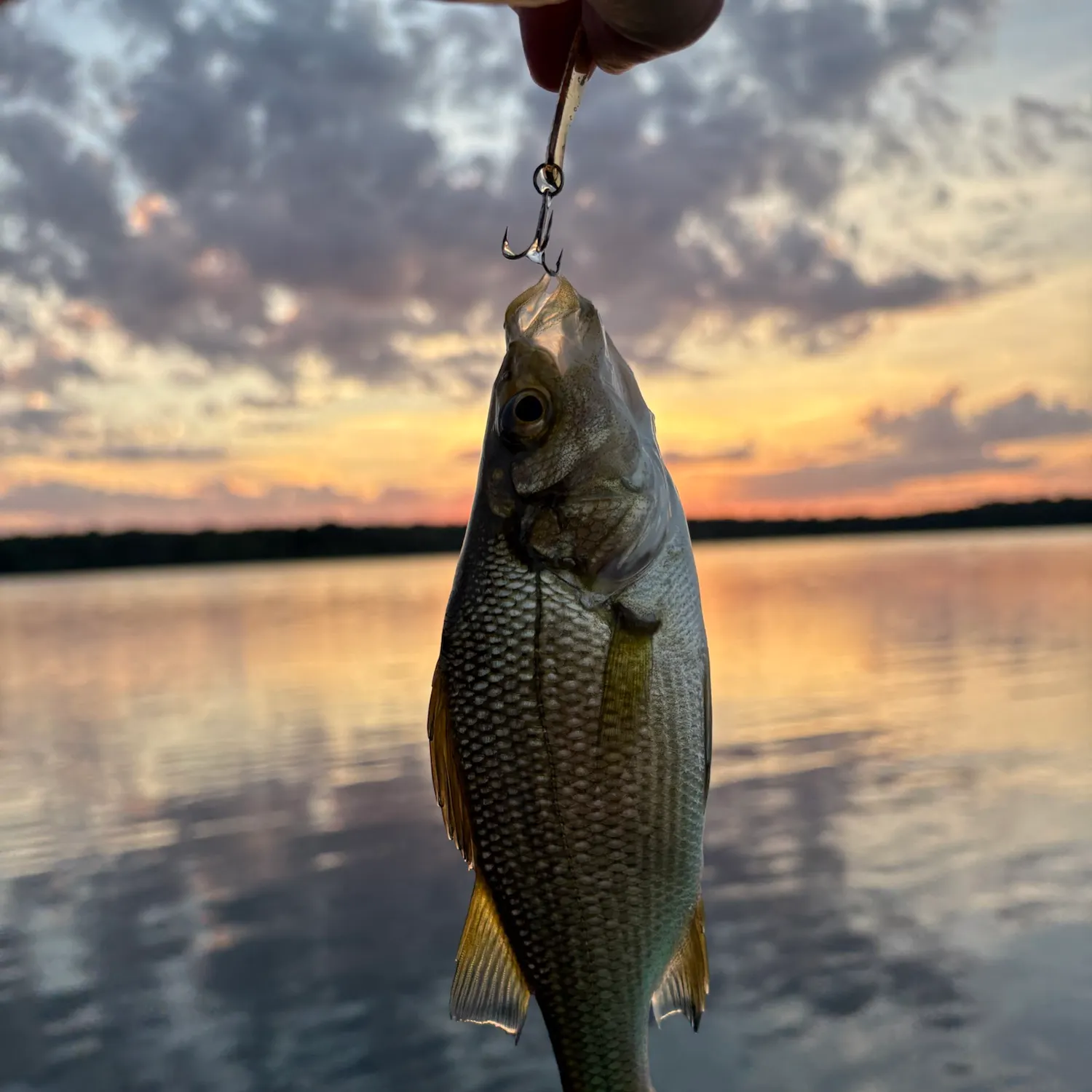 White perch caught on Fishbrain