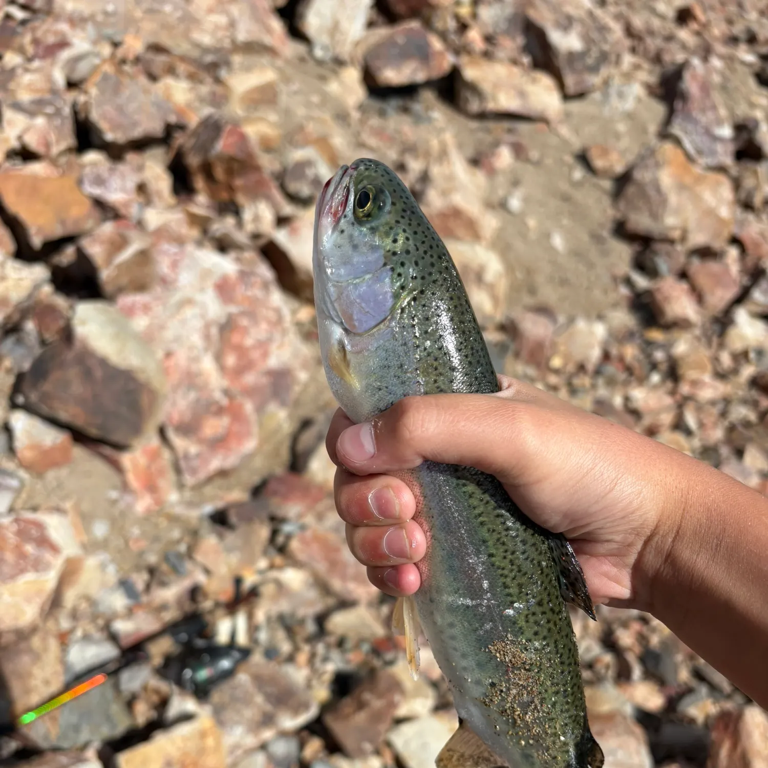 Rainbow trout caught on Fishbrain