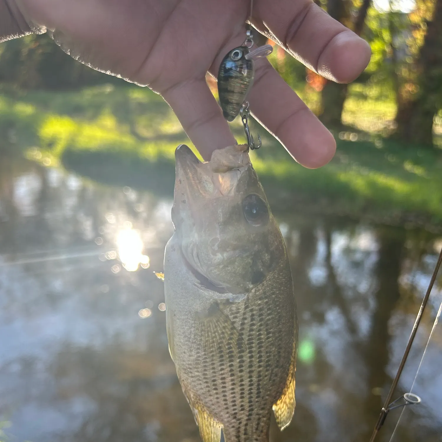 Rock bass caught on Fishbrain