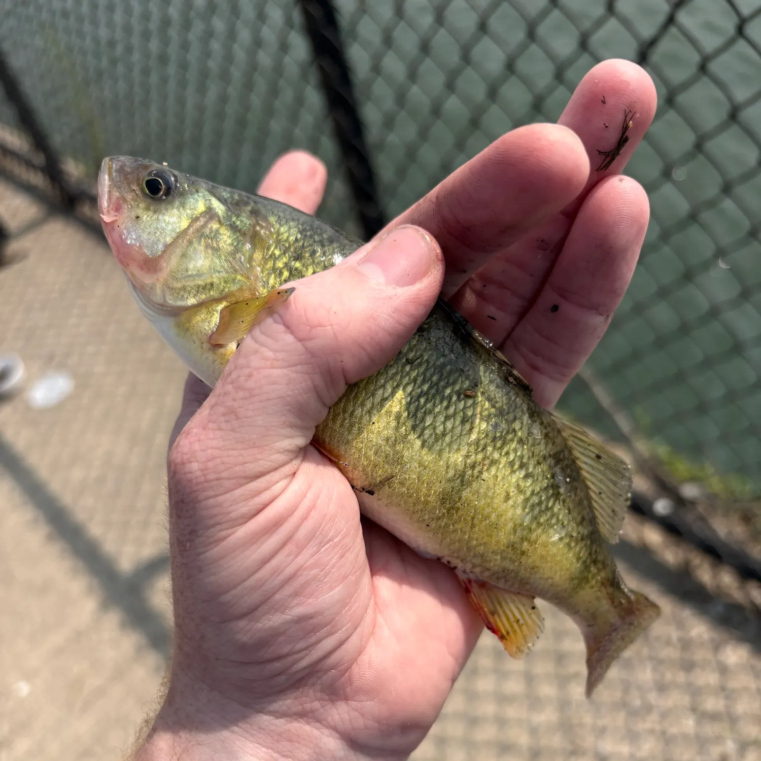 catch