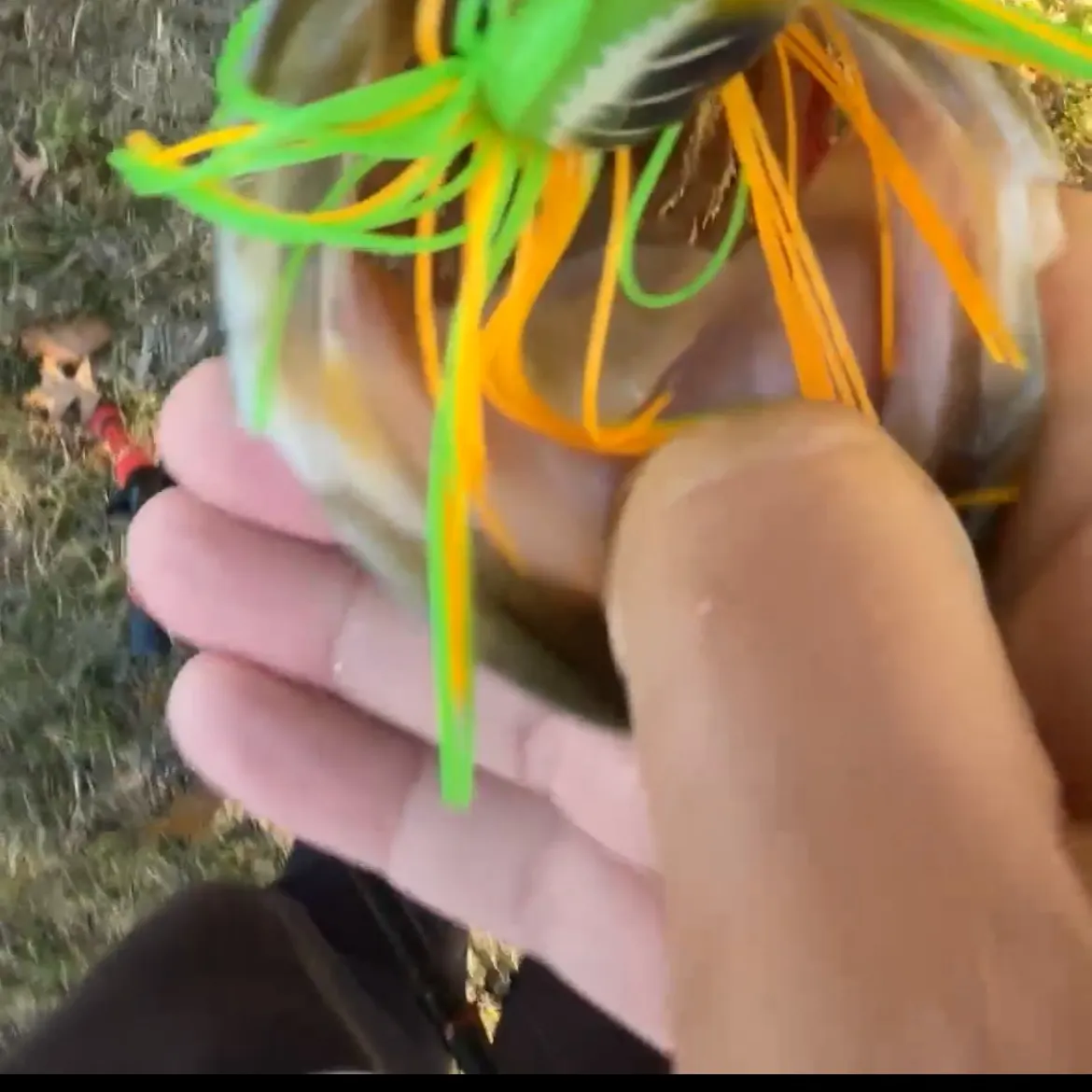 Largemouth bass caught on Fishbrain