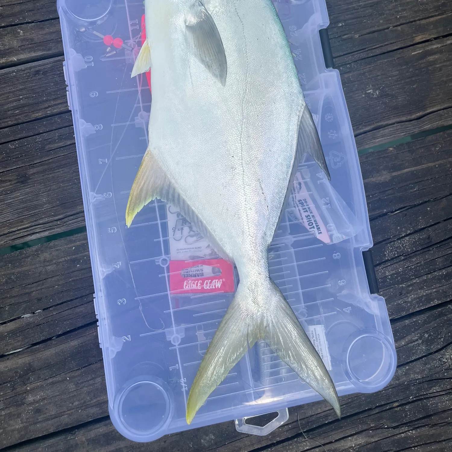 The most recent Florida pompano catches on Fishbrain