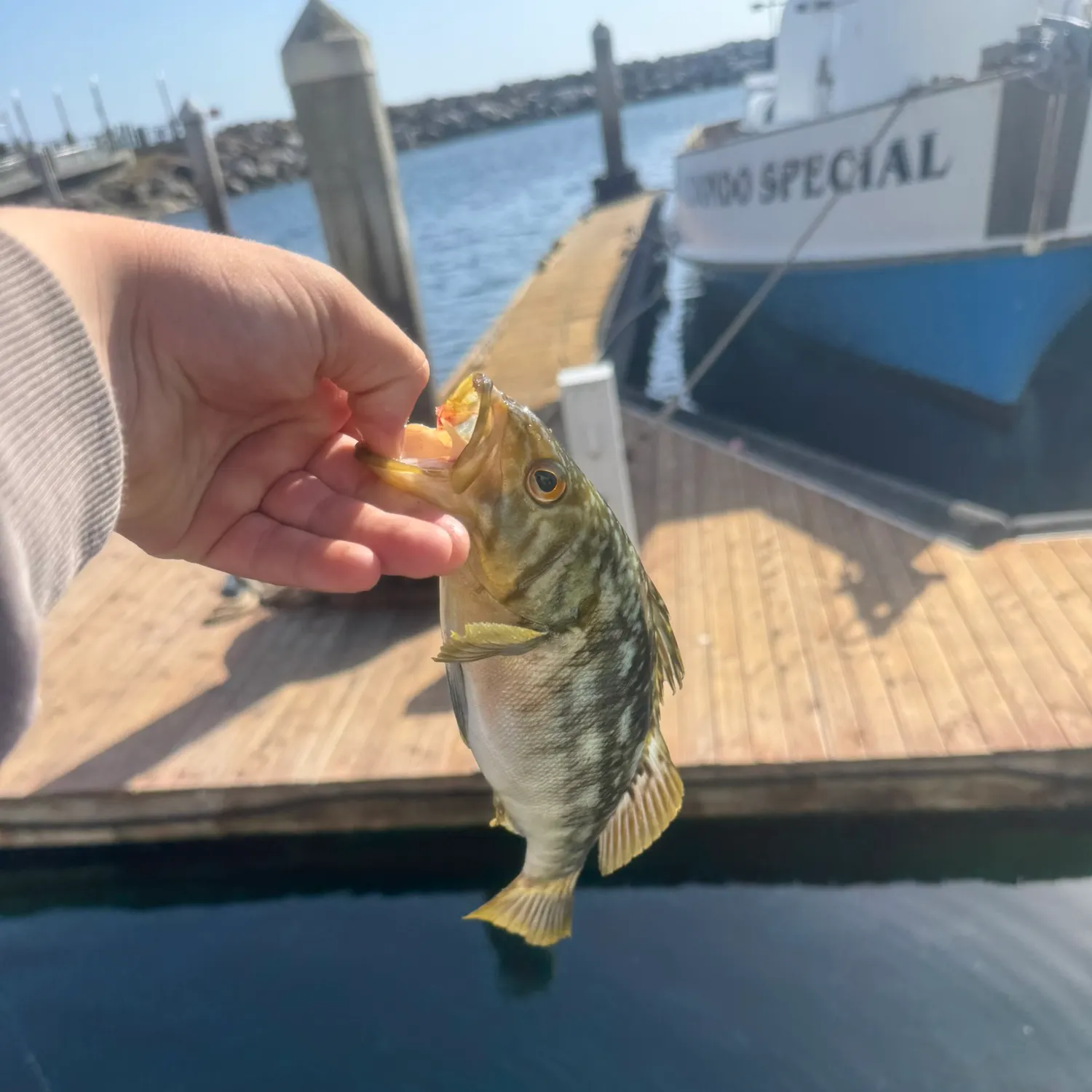 recently logged catches