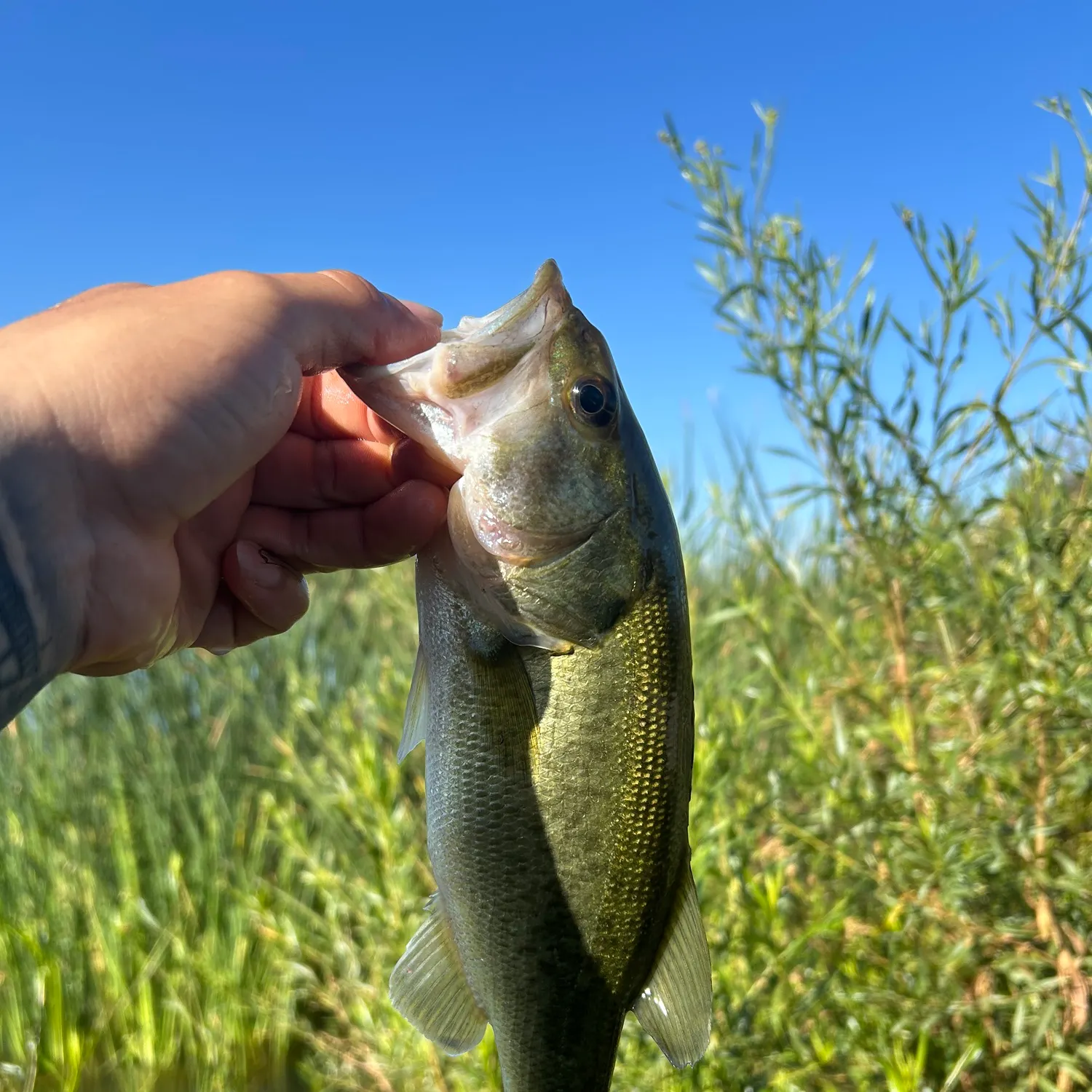 Largemouth bass caught on Fishbrain