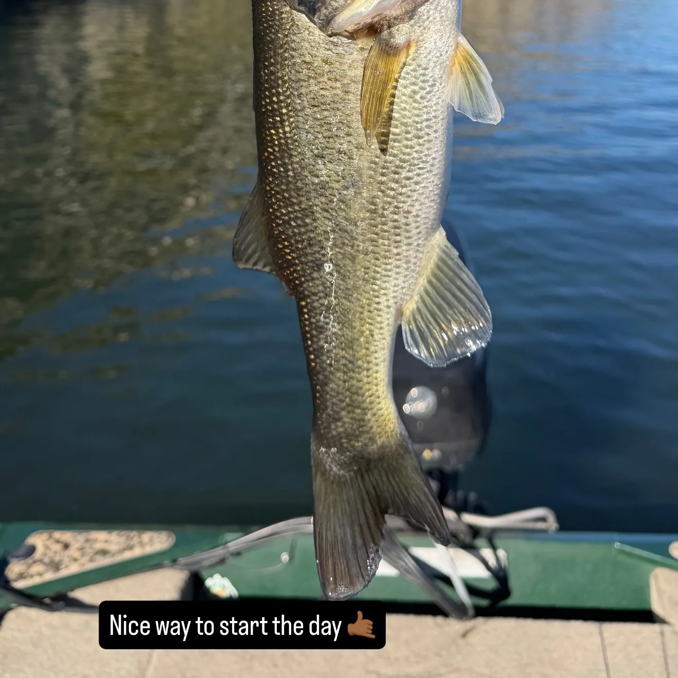 Largemouth bass caught on Fishbrain