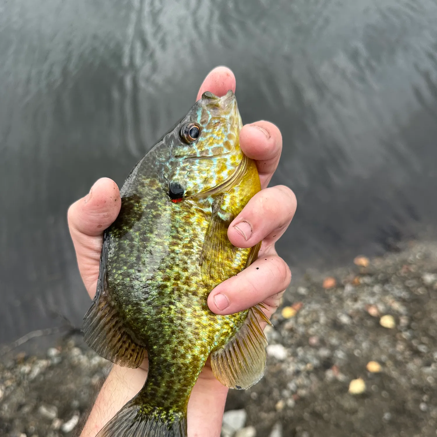 Pumpkinseed caught on Fishbrain