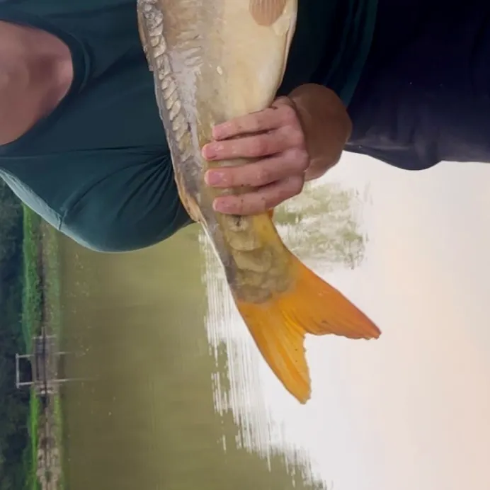 Mirror carp caught on Fishbrain