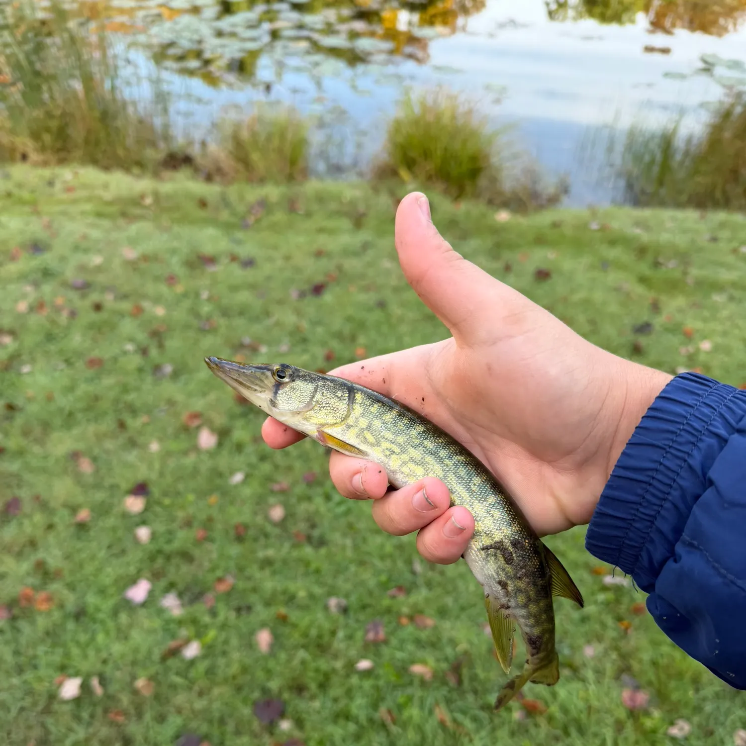 Chain pickerel caught on Fishbrain