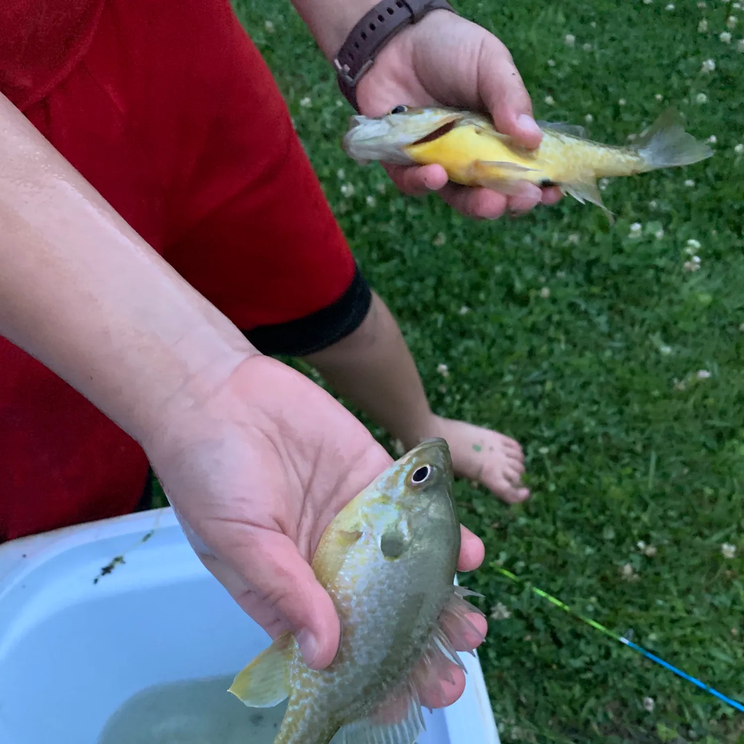 recently logged catches