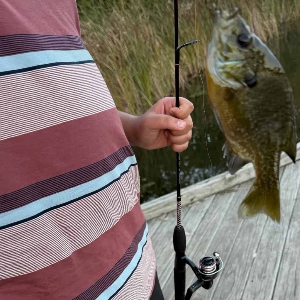 Greengill hybrid caught on Fishbrain