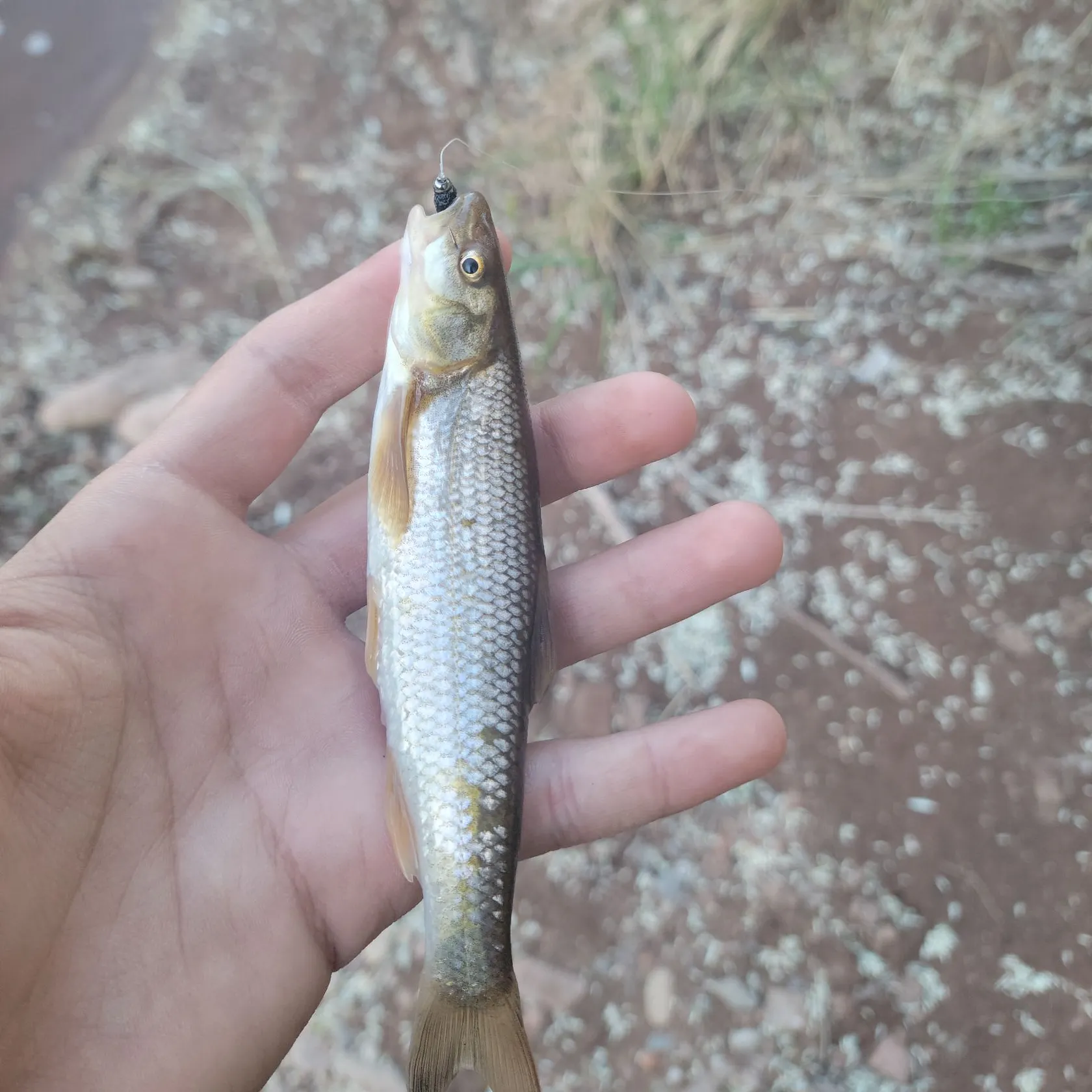 The most recent Flathead chub catches on Fishbrain
