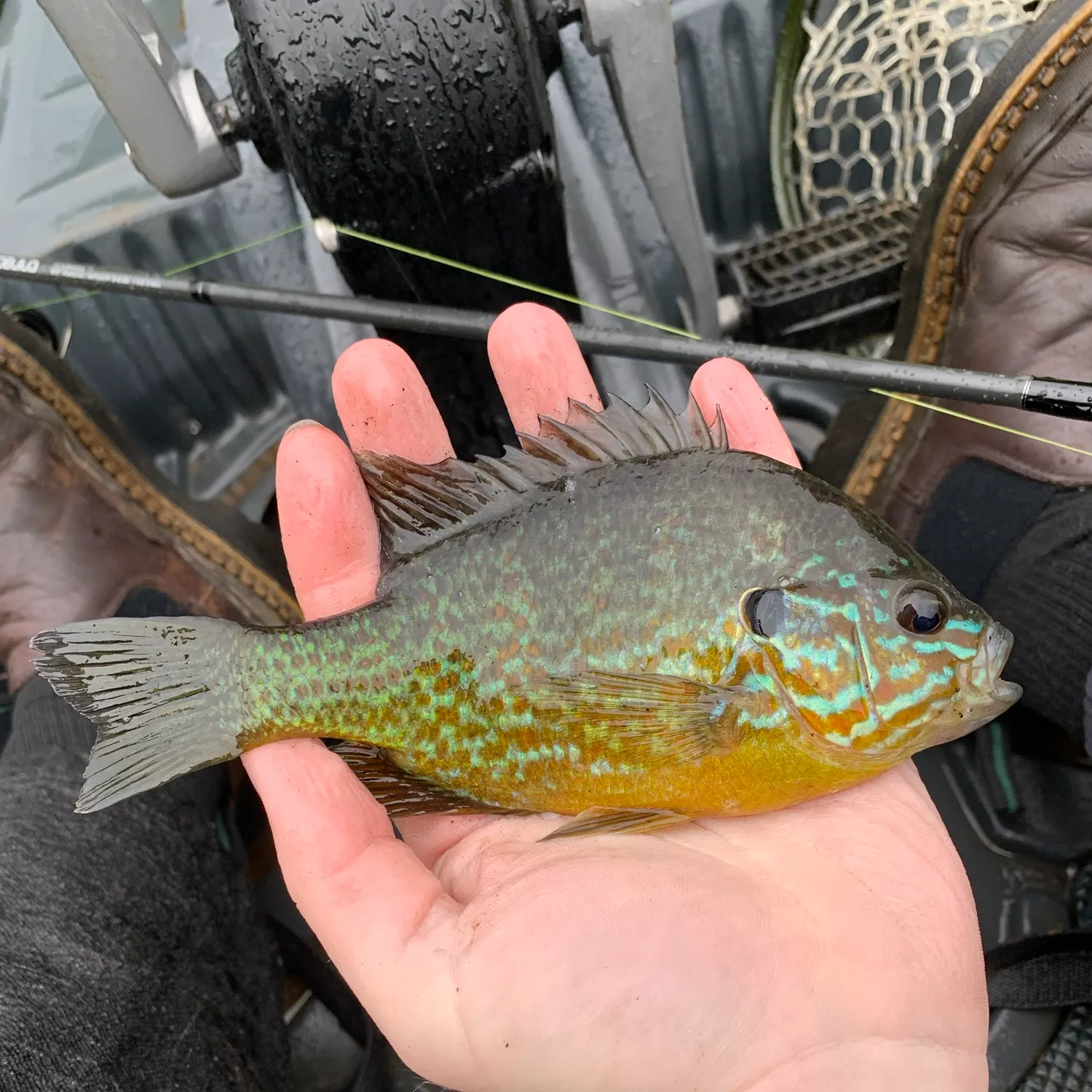 Pumpkinseed caught on Fishbrain
