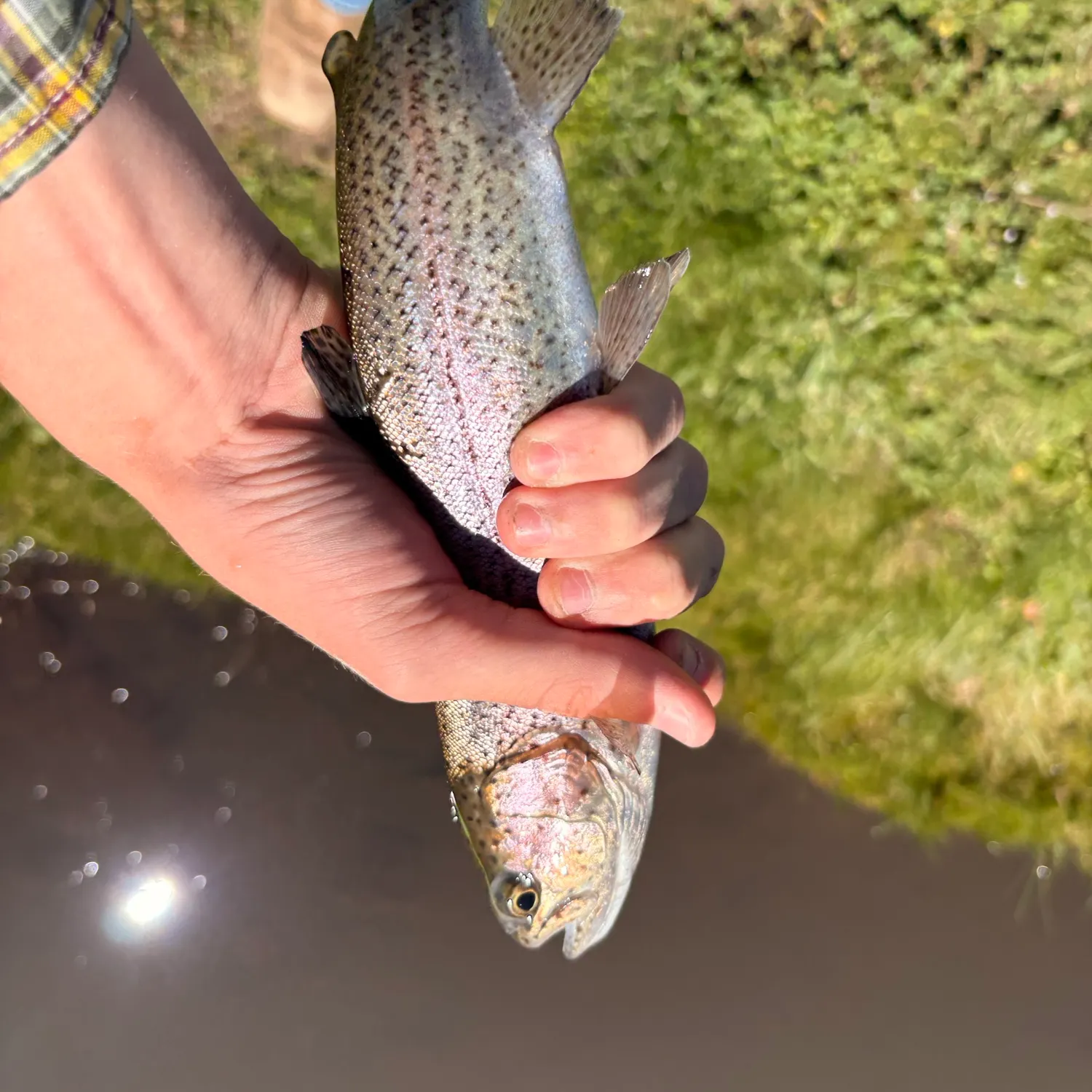 Rainbow trout caught on Fishbrain