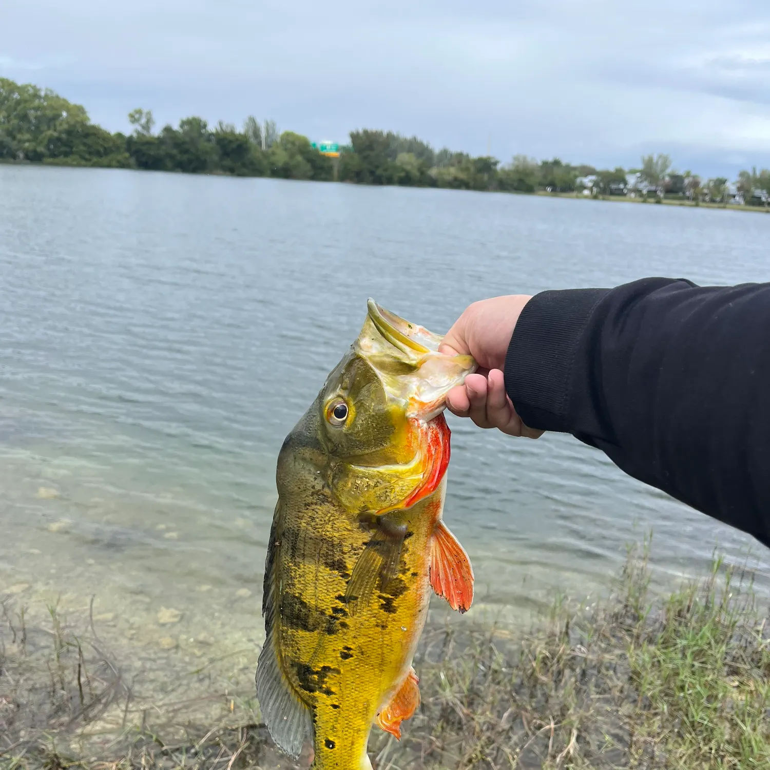 The most recent Butterfly peacock bass catches on Fishbrain