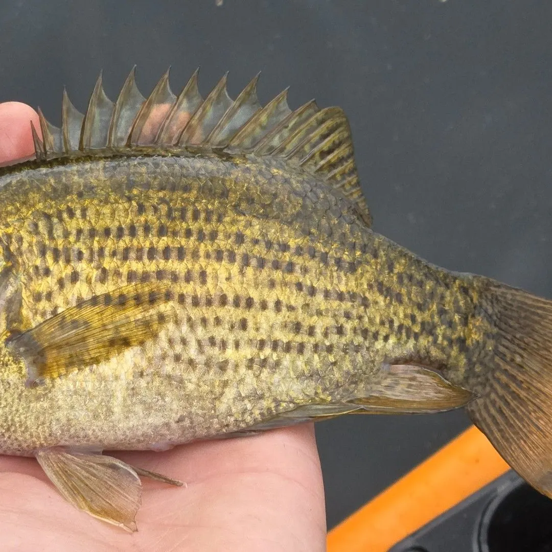 Rock bass caught on Fishbrain
