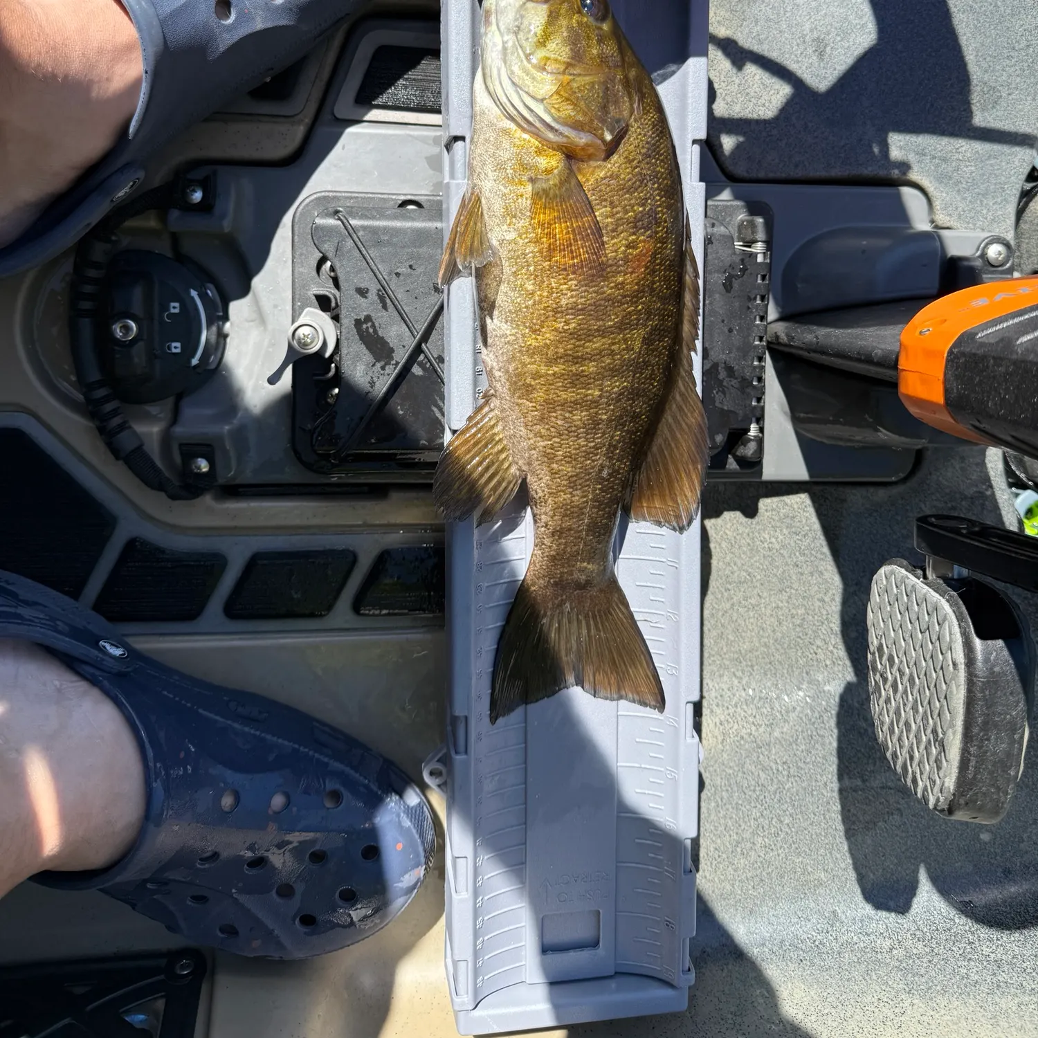 Smallmouth bass caught on Fishbrain