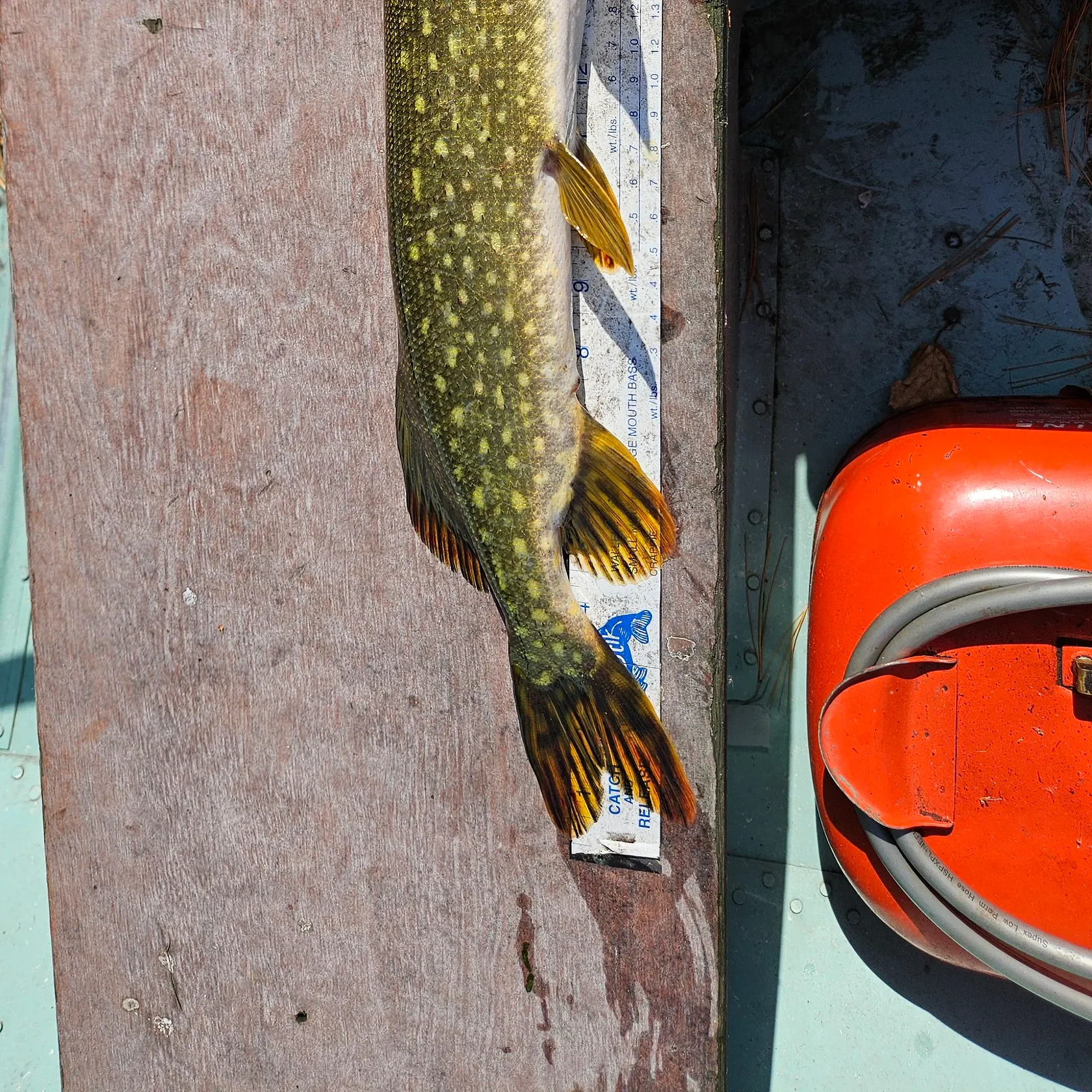 Northern pike caught on Fishbrain