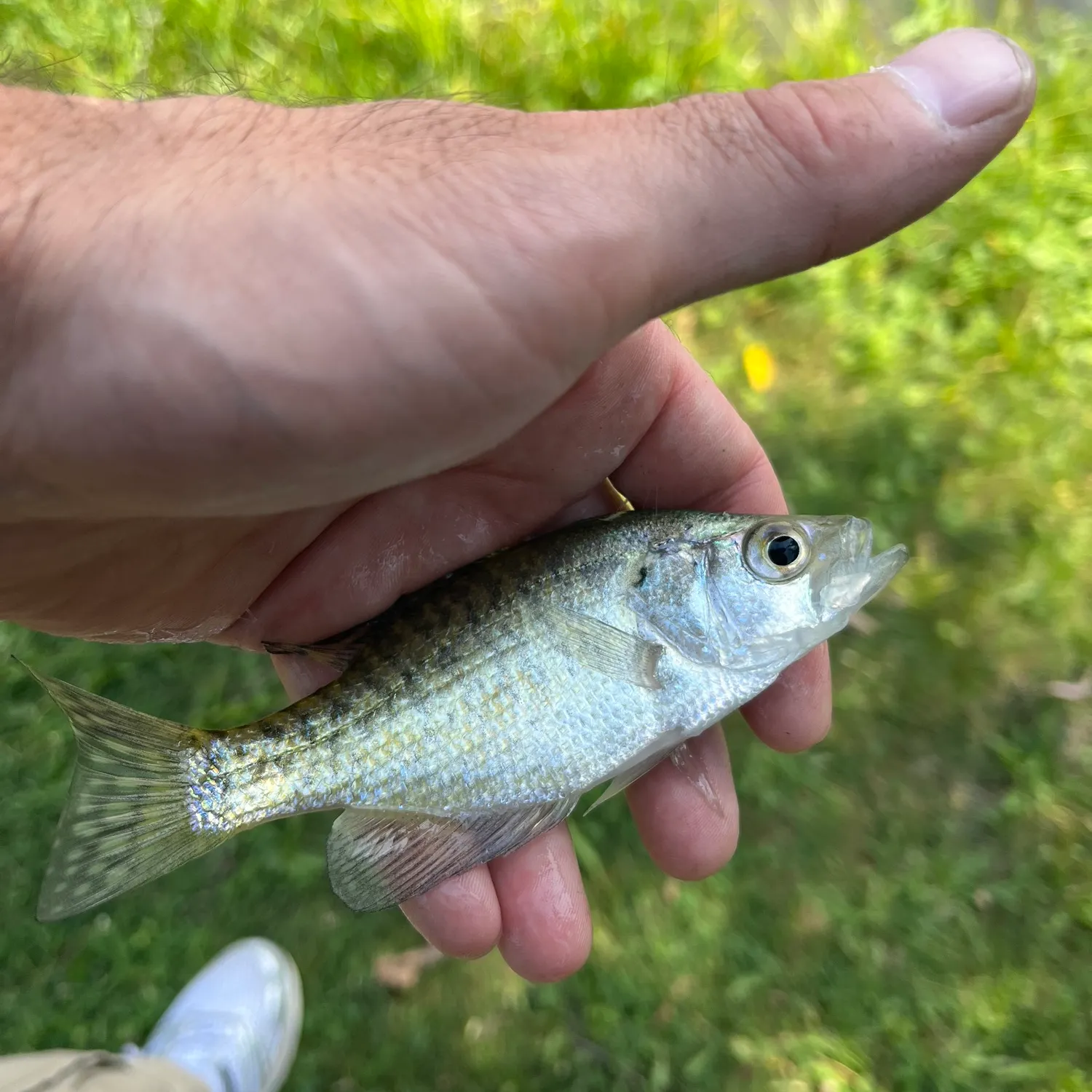 White crappie caught on Fishbrain