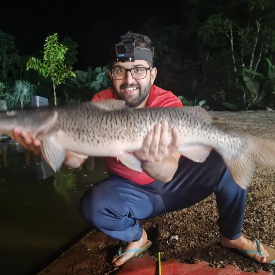 The most recent Spotted sorubim catches on Fishbrain