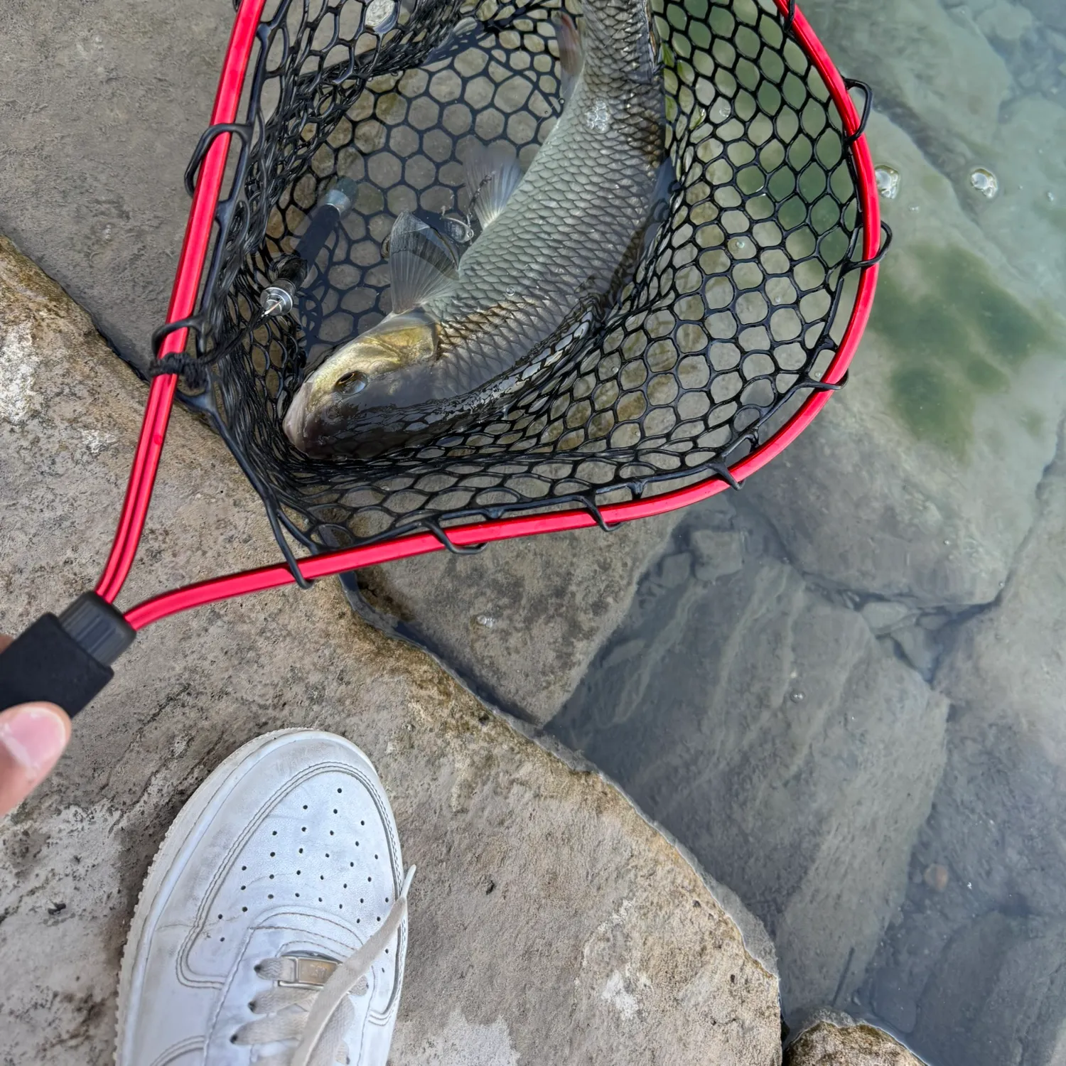 European chub caught on Fishbrain