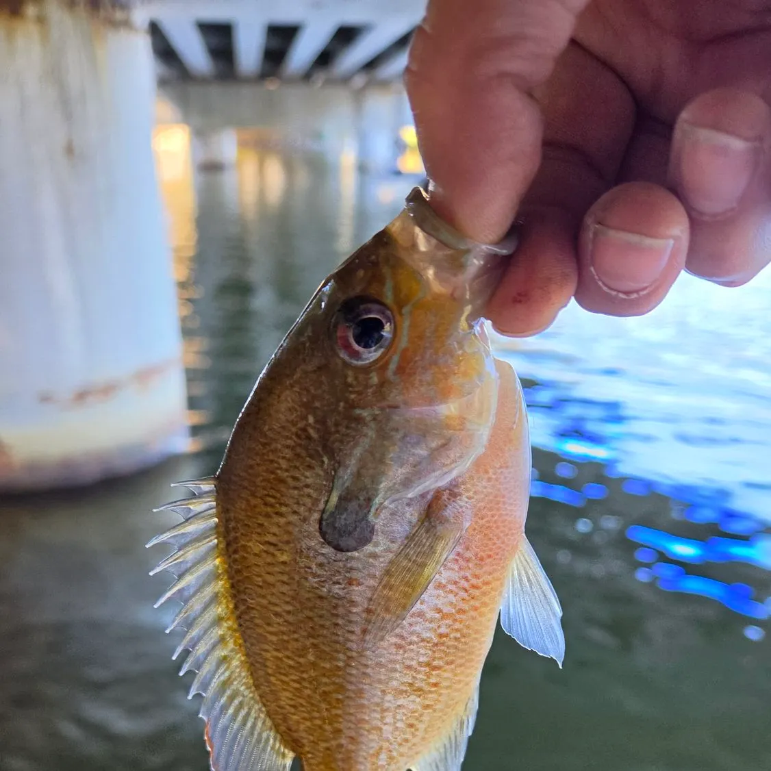 Redbreast sunfish caught on Fishbrain