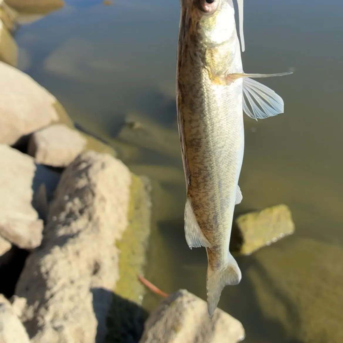 Walleye caught on Fishbrain