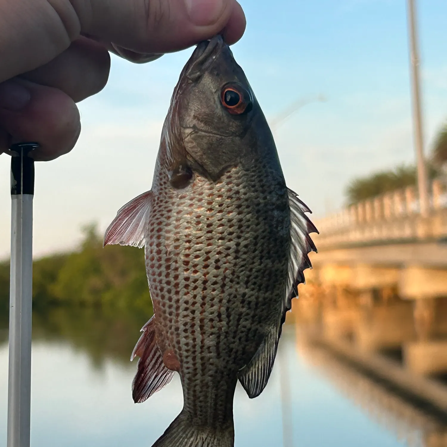 Mangrove snapper caught on Fishbrain