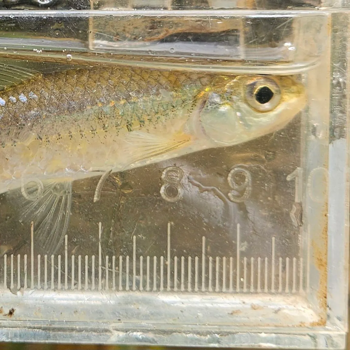 The most recent Satinfin shiner catches on Fishbrain