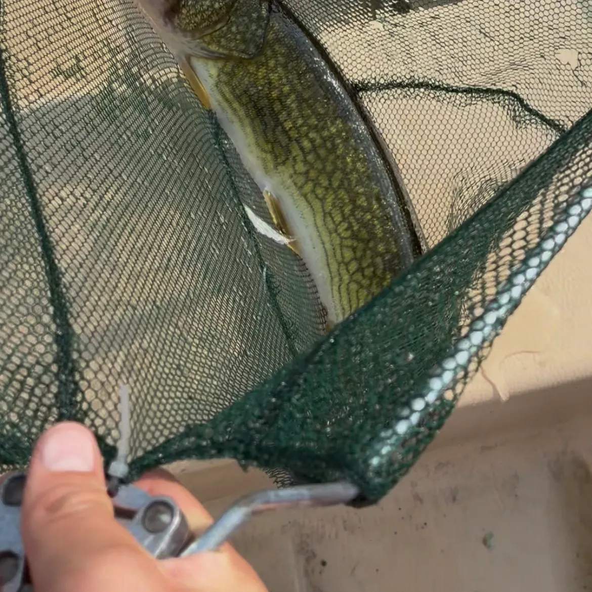 Chain pickerel caught on Fishbrain