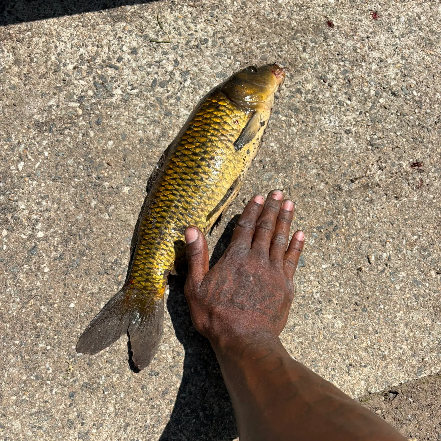 The most recent Common carp catches on Fishbrain