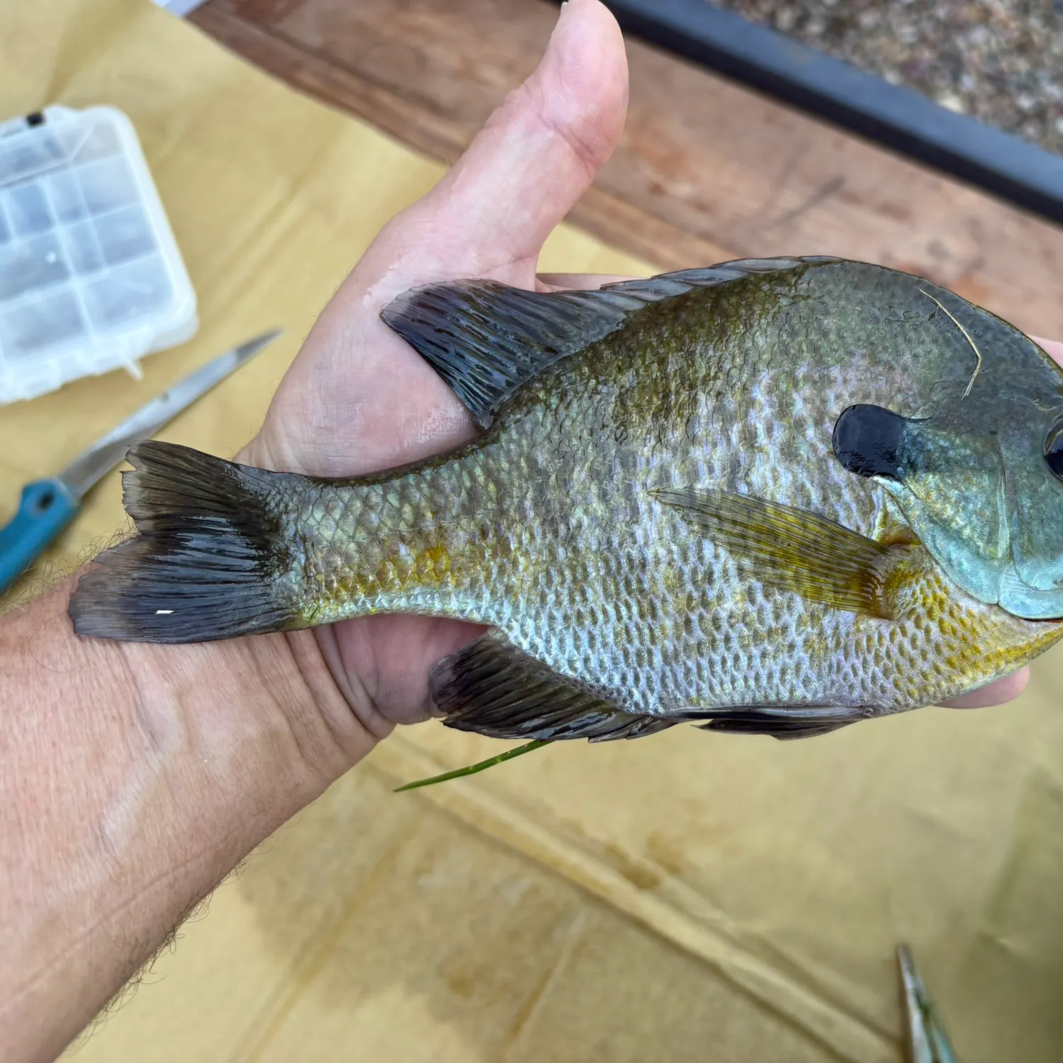 Bluegill caught on Fishbrain