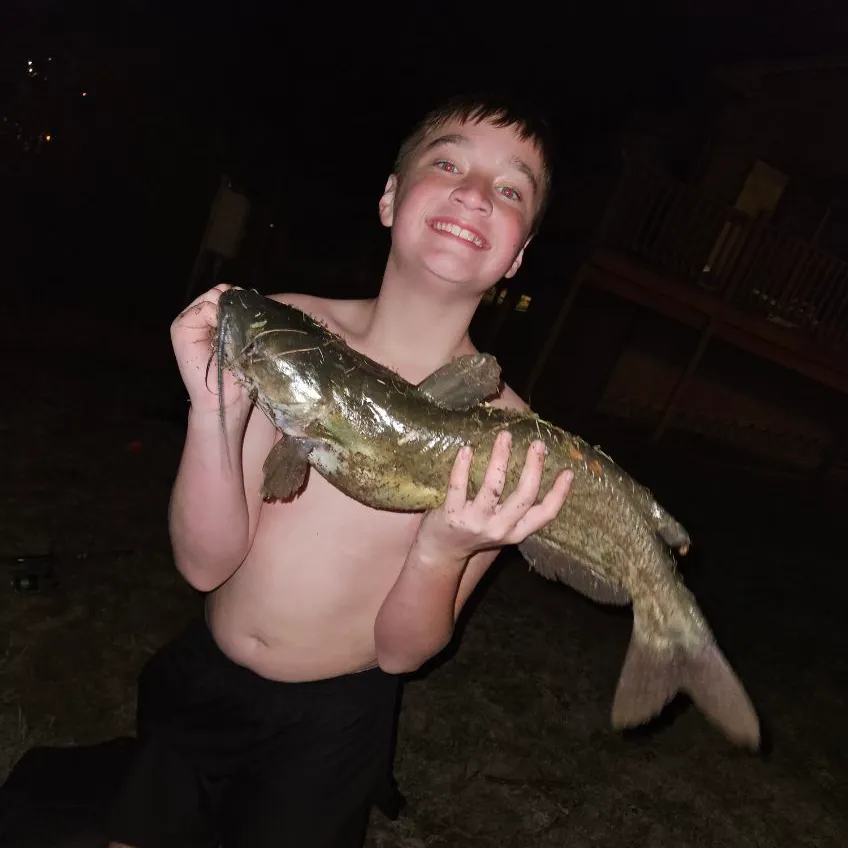 Channel catfish caught on Fishbrain