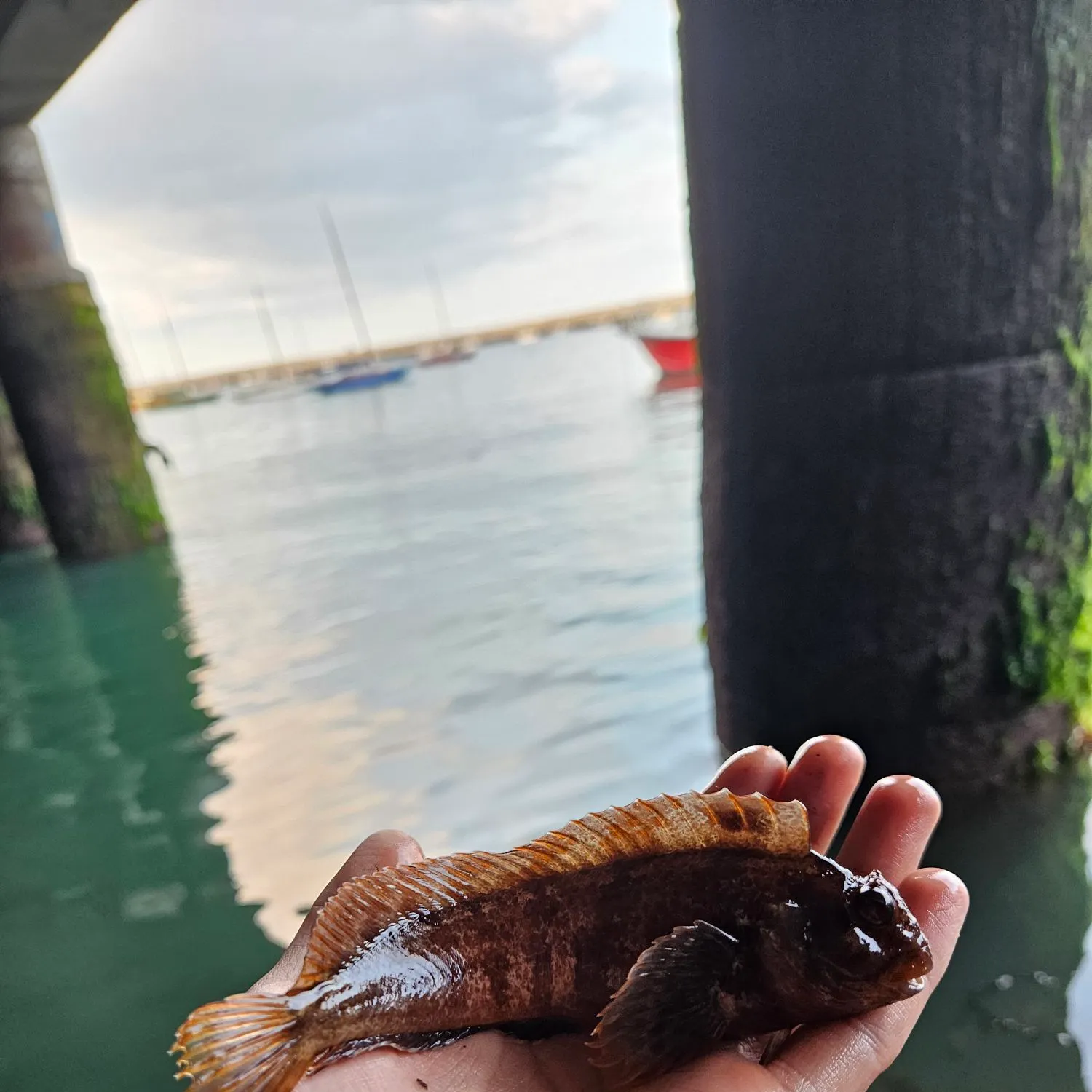 The most recent Tompot blenny catches on Fishbrain